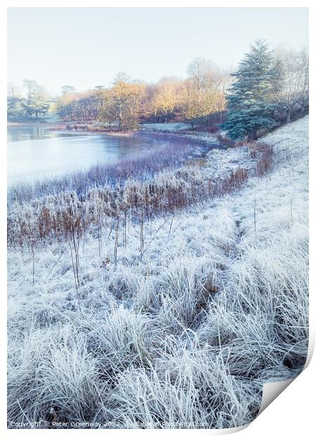 A Frosty Morning On The Blenheim Estate In Oxfordshire  Print by Peter Greenway