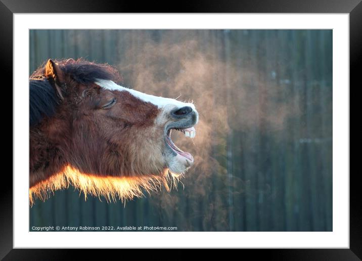 Yawning horse  Framed Mounted Print by Antony Robinson