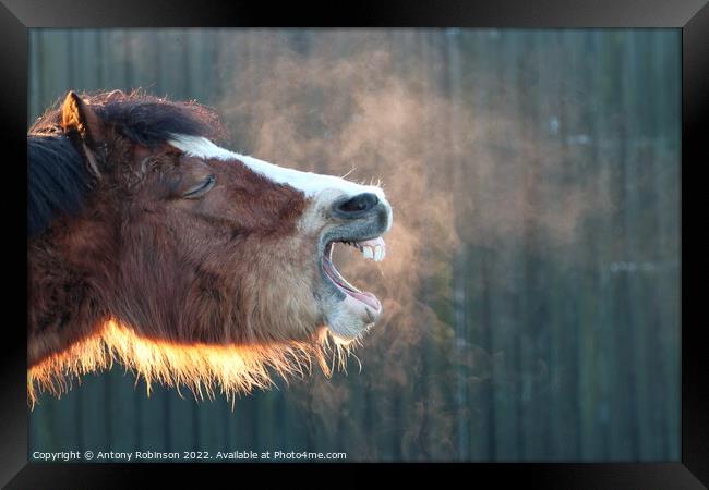 Yawning horse  Framed Print by Antony Robinson
