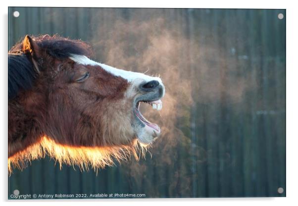 Yawning horse  Acrylic by Antony Robinson