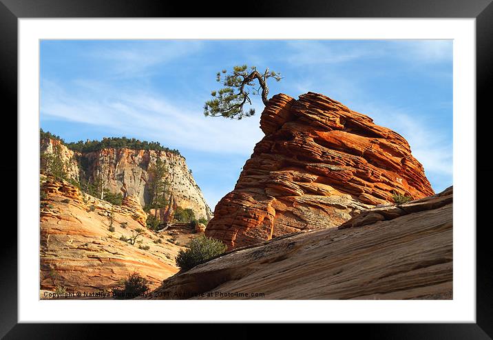 Rock and Tree. National park Zion. Utah Framed Mounted Print by Nataliya Dubrovskaya