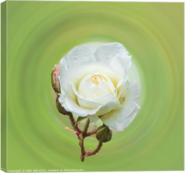 White rose Canvas Print by Allan Bell