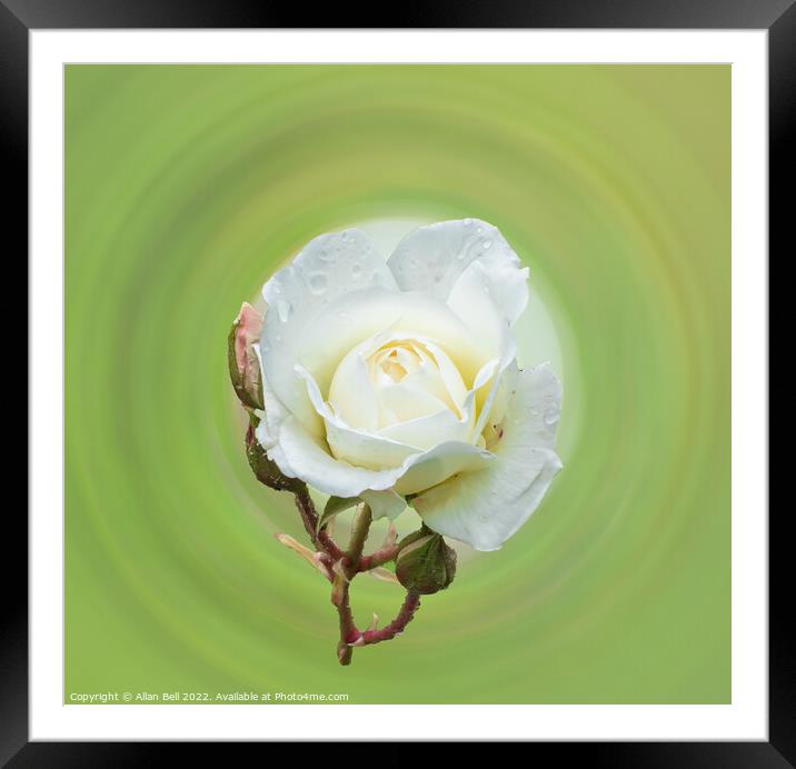 White rose Framed Mounted Print by Allan Bell