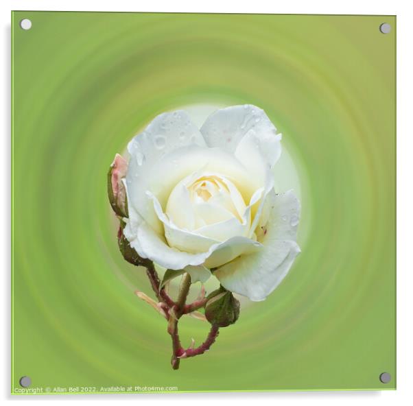 White rose Acrylic by Allan Bell