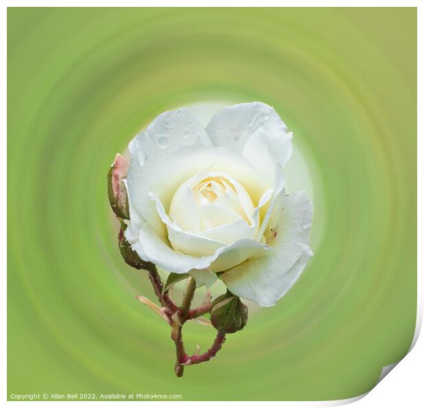 White rose Print by Allan Bell