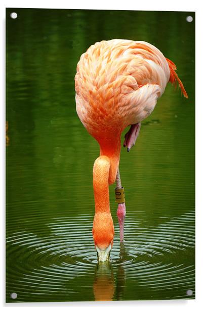 Flamingo Acrylic by Raymond Partlett