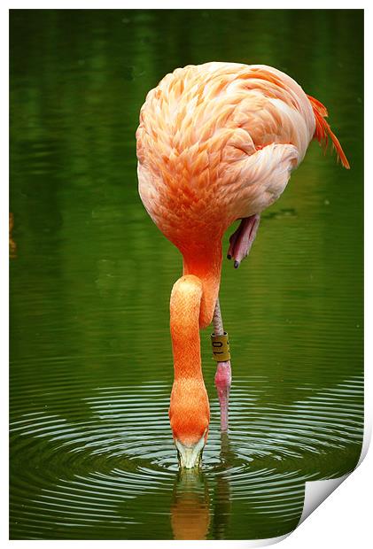 Flamingo Print by Raymond Partlett