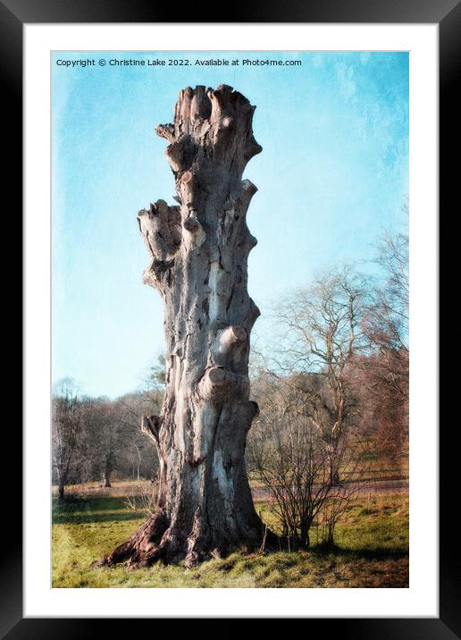 Standing Tall Framed Mounted Print by Christine Lake