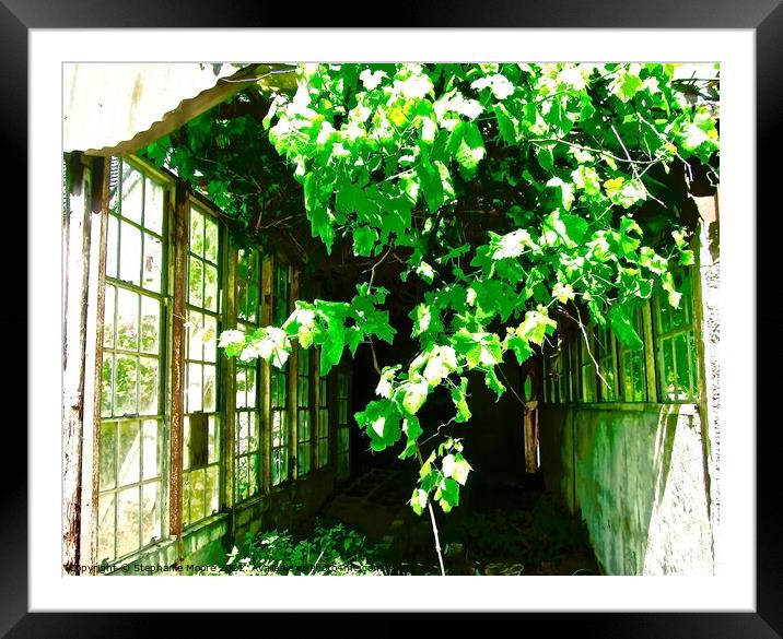 Overgrown greenhouse Framed Mounted Print by Stephanie Moore