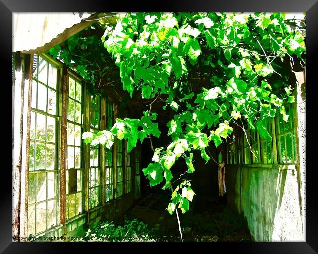 Overgrown greenhouse Framed Print by Stephanie Moore