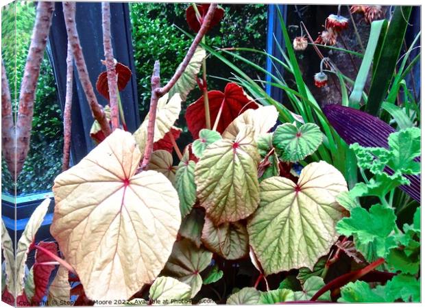 Colourful leaves Canvas Print by Stephanie Moore