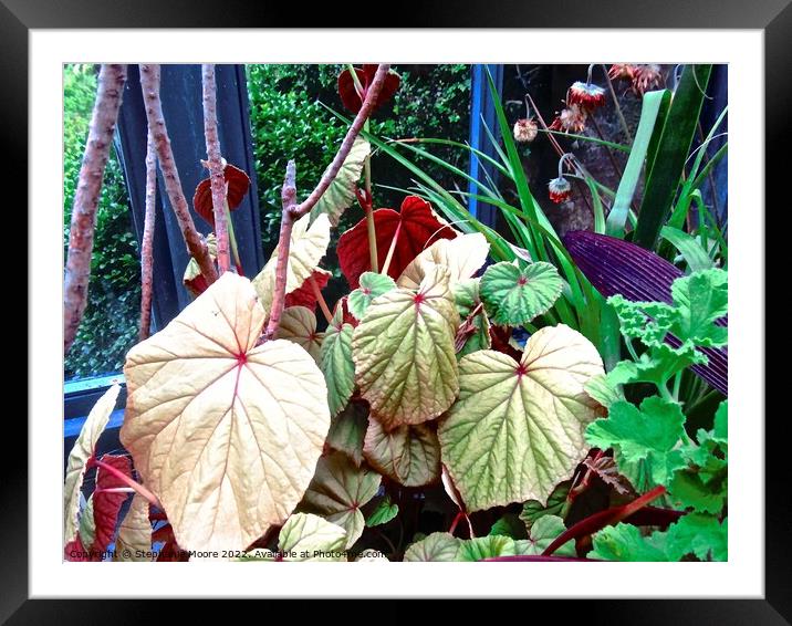 Colourful leaves Framed Mounted Print by Stephanie Moore