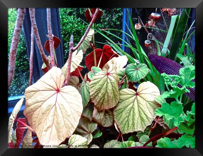 Colourful leaves Framed Print by Stephanie Moore