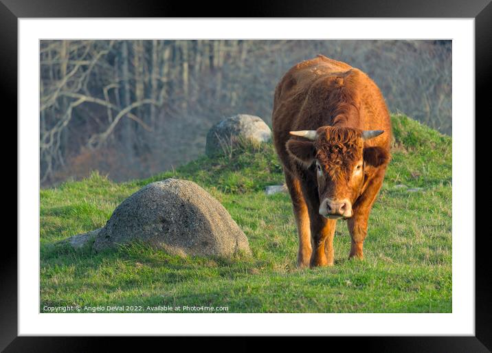 Brown Cow In The Algarve Countryside Framed Mounted Print by Angelo DeVal