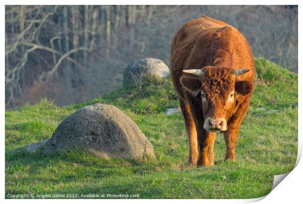 Brown Cow In The Algarve Countryside Print by Angelo DeVal