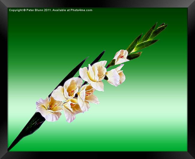 Gladioli on a Shaded Green B/G Framed Print by Peter Blunn