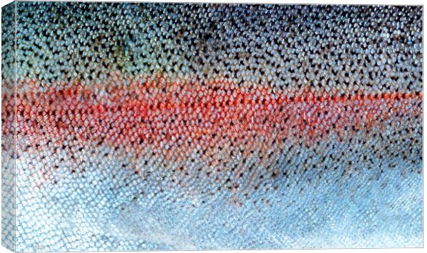 Real fish scales or skin background in filled frame layout  Canvas Print by Thomas Baker