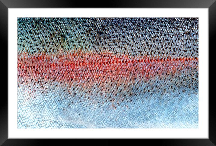 Real fish scales or skin background in filled frame layout  Framed Mounted Print by Thomas Baker