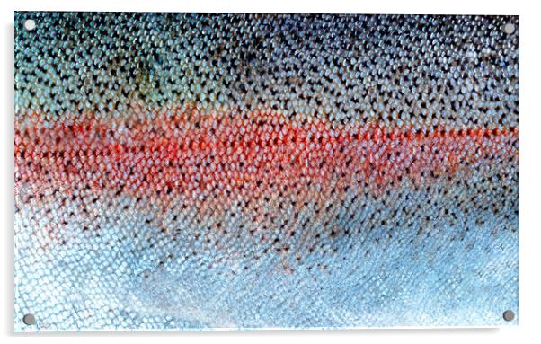 Real fish scales or skin background in filled frame layout  Acrylic by Thomas Baker