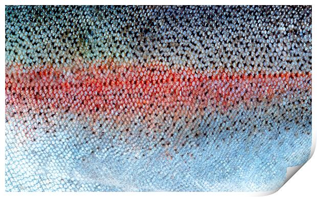 Real fish scales or skin background in filled frame layout  Print by Thomas Baker