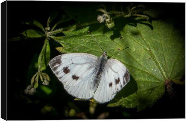 Spectacular Large White Butterfly Canvas Print by David McGeachie