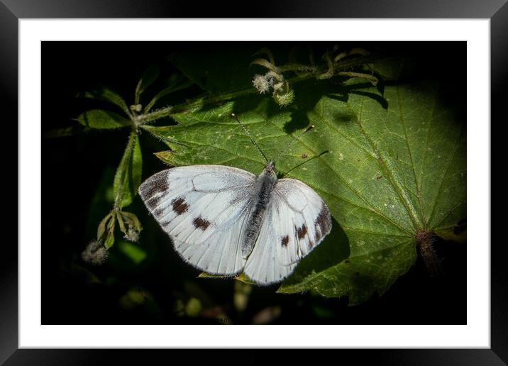 Spectacular Large White Butterfly Framed Mounted Print by David McGeachie
