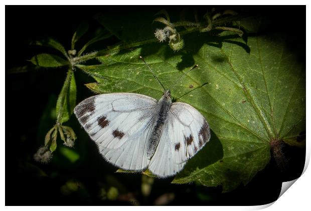 Spectacular Large White Butterfly Print by David McGeachie