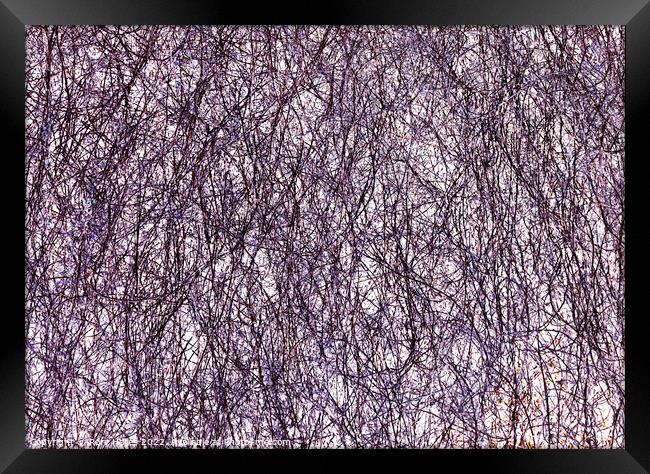 Branches Manipulated Framed Print by Rory Hailes