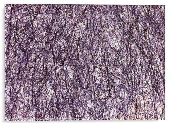 Branches Manipulated Acrylic by Rory Hailes