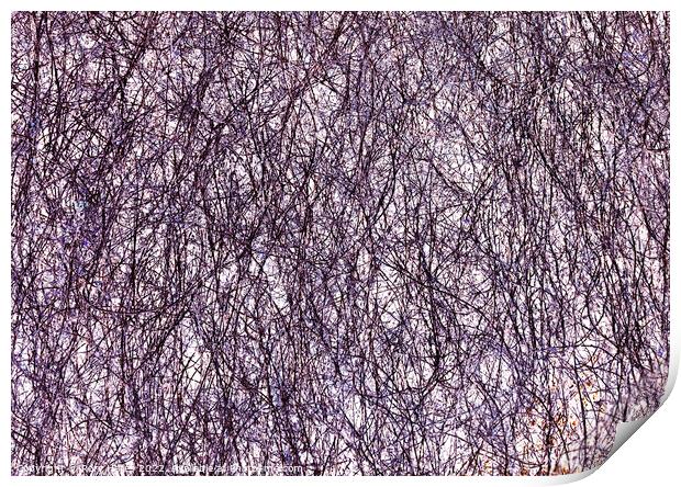 Branches Manipulated Print by Rory Hailes