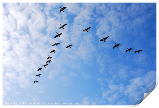 Canada Geese in V formation Print by Graham Lathbury