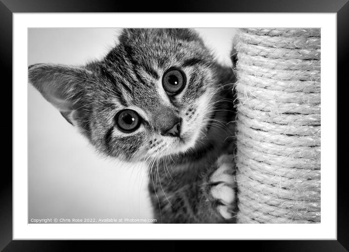 Cute kitten Framed Mounted Print by Chris Rose