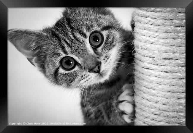 Cute kitten Framed Print by Chris Rose