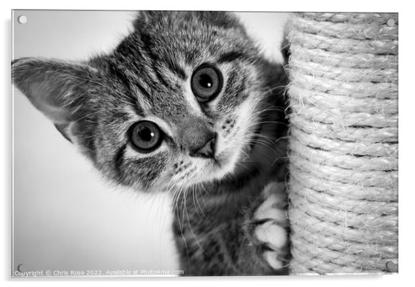Cute kitten Acrylic by Chris Rose