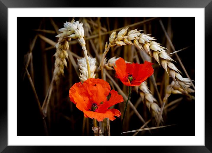 Lonesome Beauty Framed Mounted Print by David McGeachie