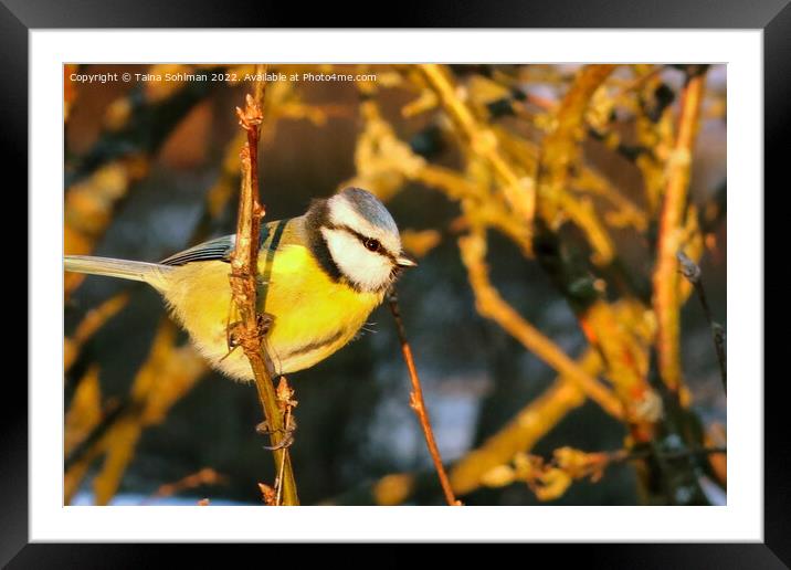 Eurasian Blue Tit, Cyanistes caeruleus Perched Framed Mounted Print by Taina Sohlman