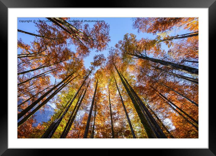Sun-drenched Autumn Trees Framed Mounted Print by rawshutterbug 