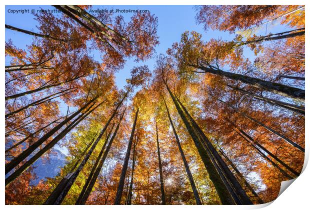 Sun-drenched Autumn Trees Print by rawshutterbug 