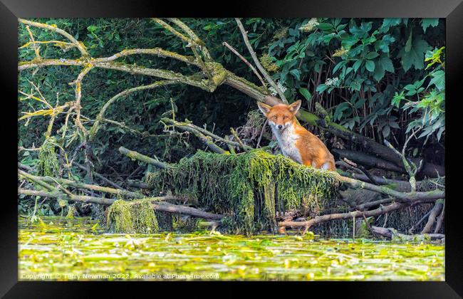 Intense Gaze of Norfolk Broads Fox Framed Print by Terry Newman