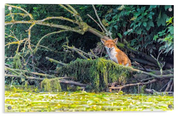 Intense Gaze of Norfolk Broads Fox Acrylic by Terry Newman