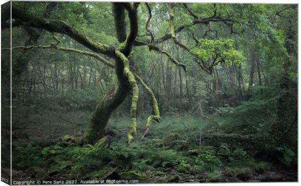 Moss Covered Tree in a Deep Forest in Galicia, Spain Canvas Print by Pere Sanz