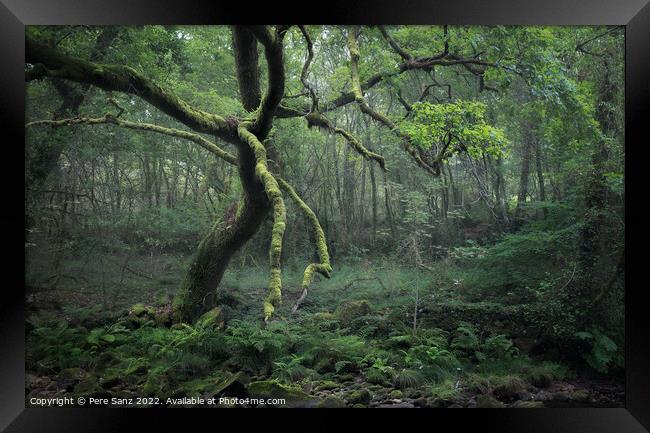 Moss Covered Tree in a Deep Forest in Galicia, Spain Framed Print by Pere Sanz