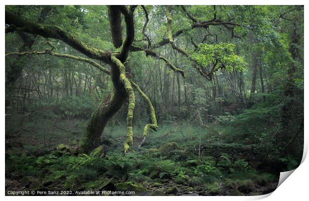 Moss Covered Tree in a Deep Forest in Galicia, Spain Print by Pere Sanz