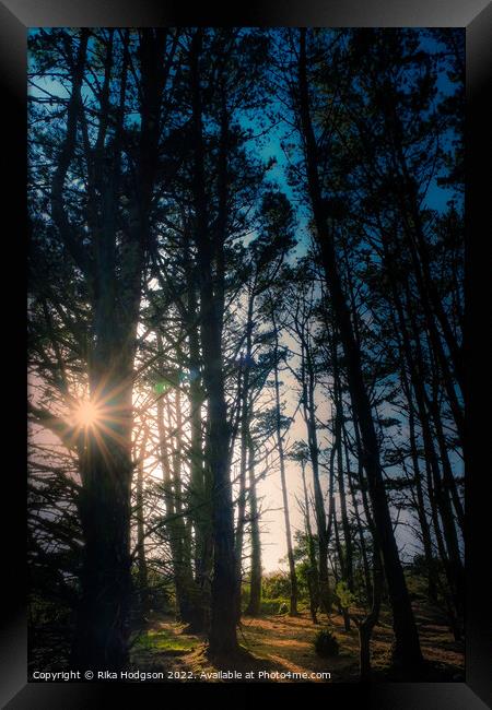 Sunset in the Woods, Cornwall, United Kingdom Framed Print by Rika Hodgson