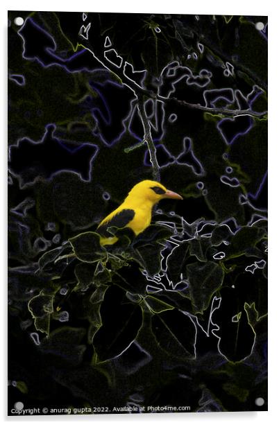 Golden Oriole Acrylic by anurag gupta