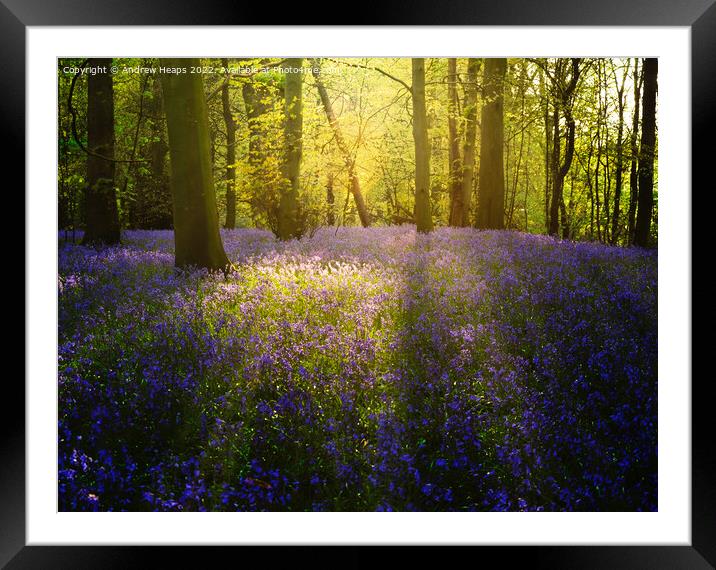 Bluebells in local wood sun setting rays  Framed Mounted Print by Andrew Heaps