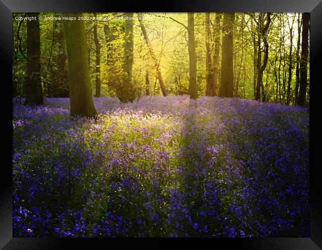 Bluebells in local wood sun setting rays  Framed Print by Andrew Heaps