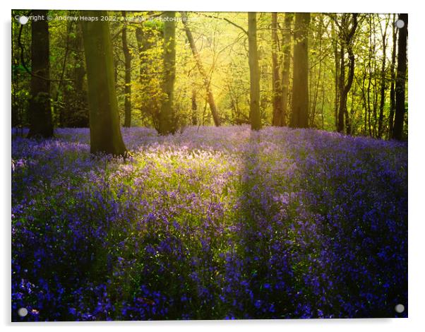 Bluebells in local wood sun setting rays  Acrylic by Andrew Heaps