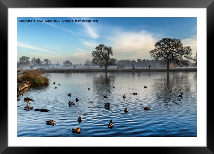 Gathering ducks on pond Framed Mounted Print by Kevin White