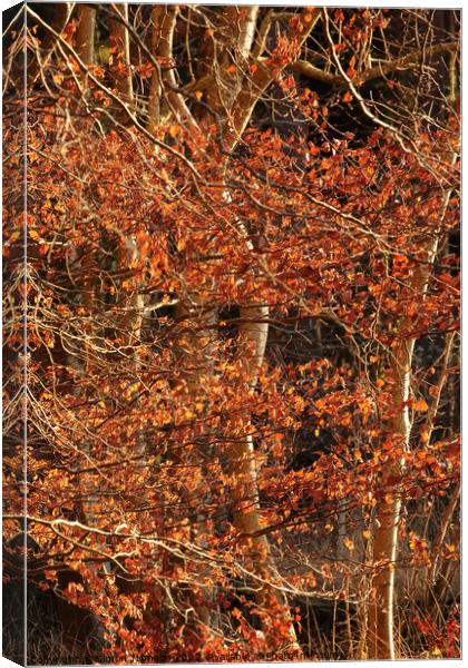Autumn leaves in Winter Canvas Print by Simon Johnson